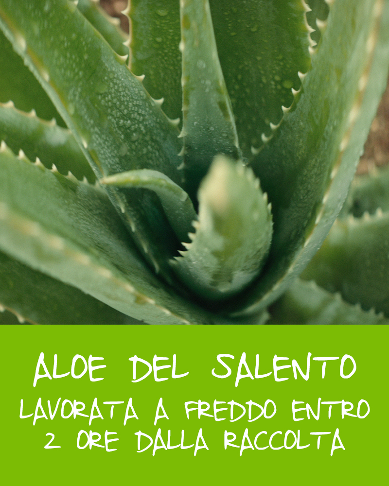 C. Ingrediente Aloe 1