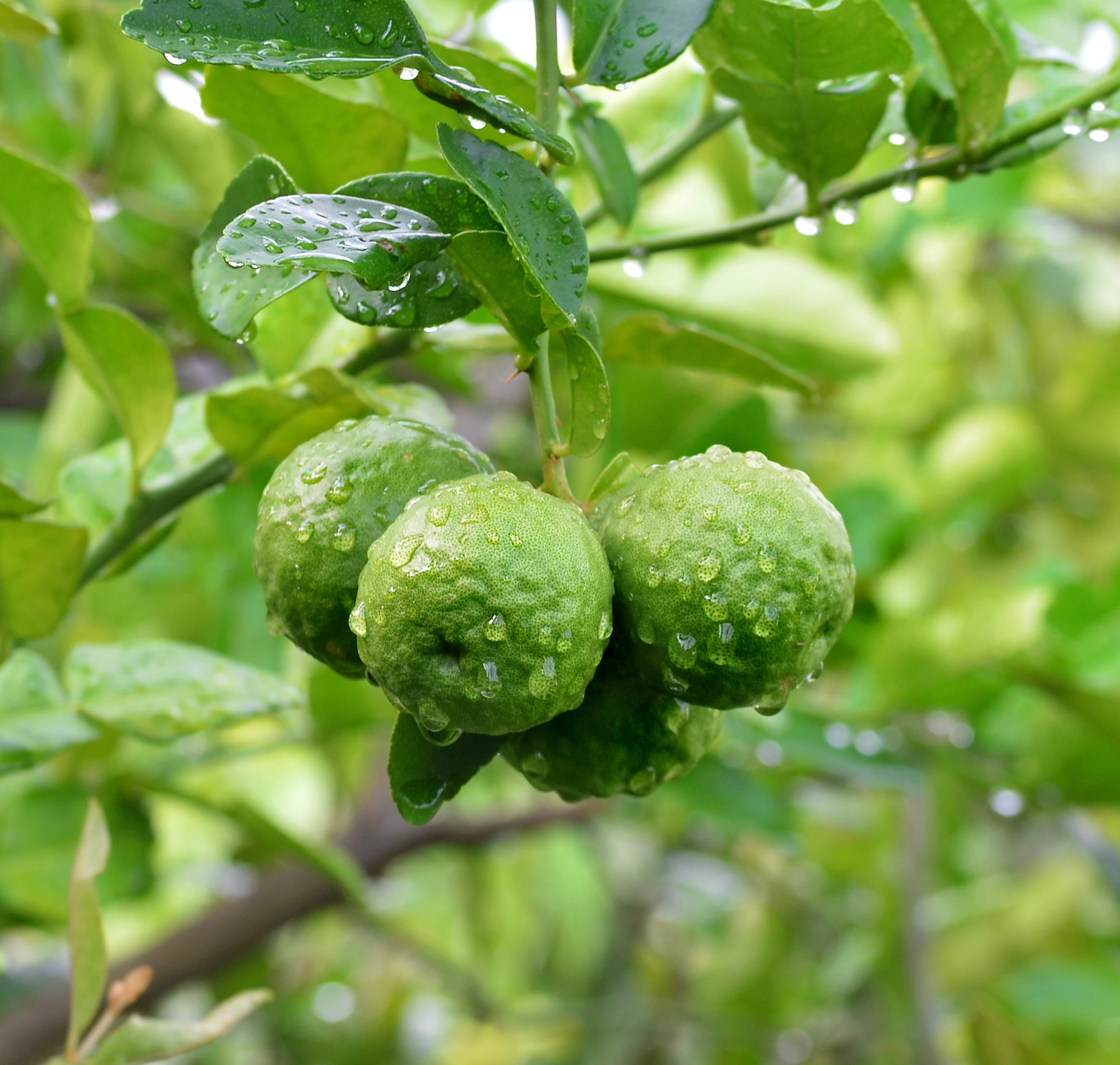 Bergamot,On,Tree