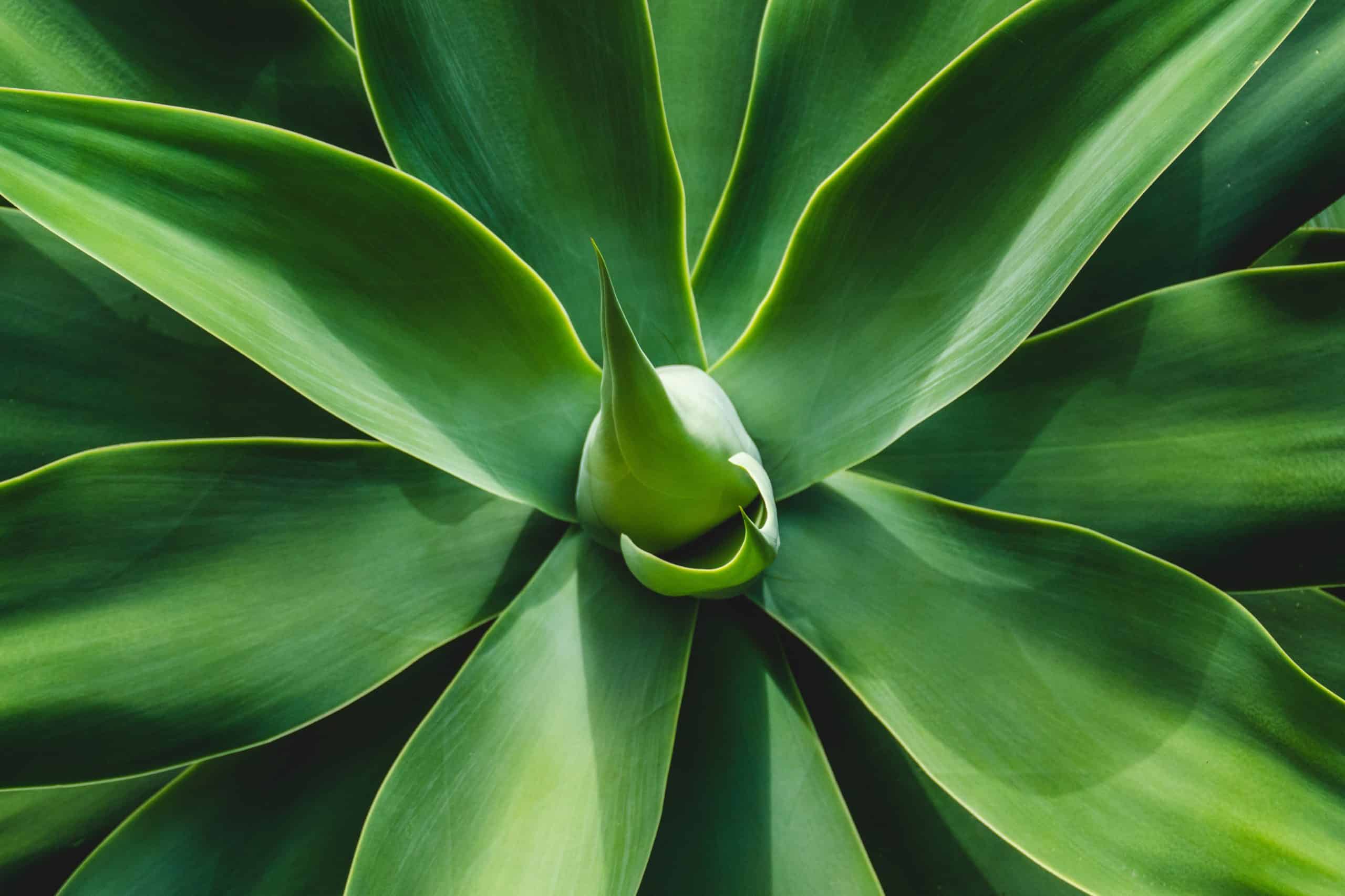 Grass Paper